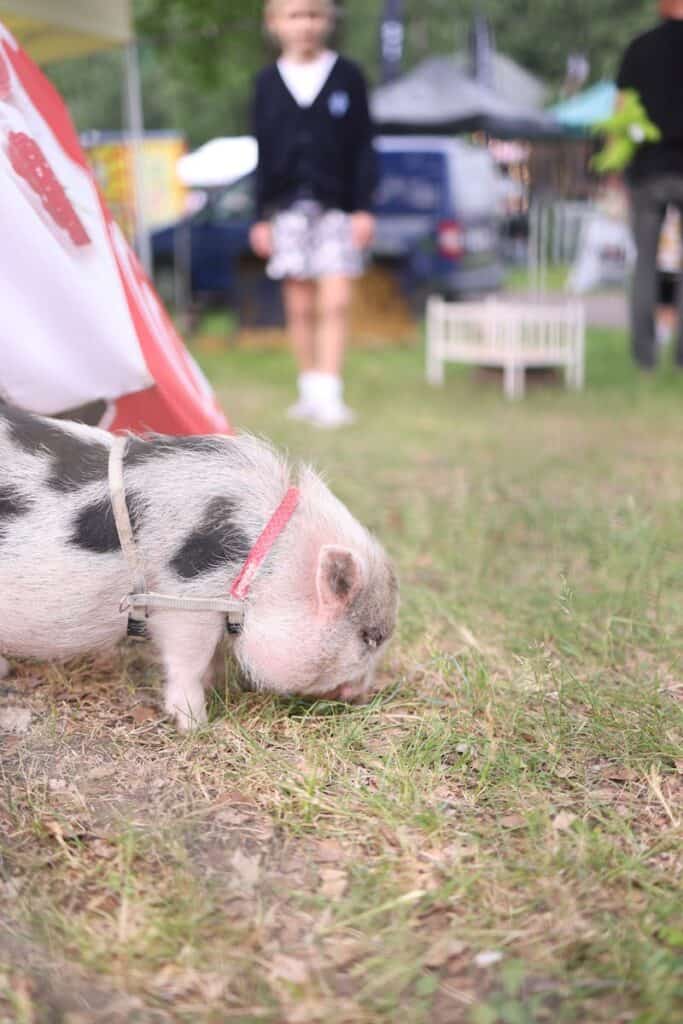 Adorable piglet in a harness grazes at a lively outdoor event with people in the background.