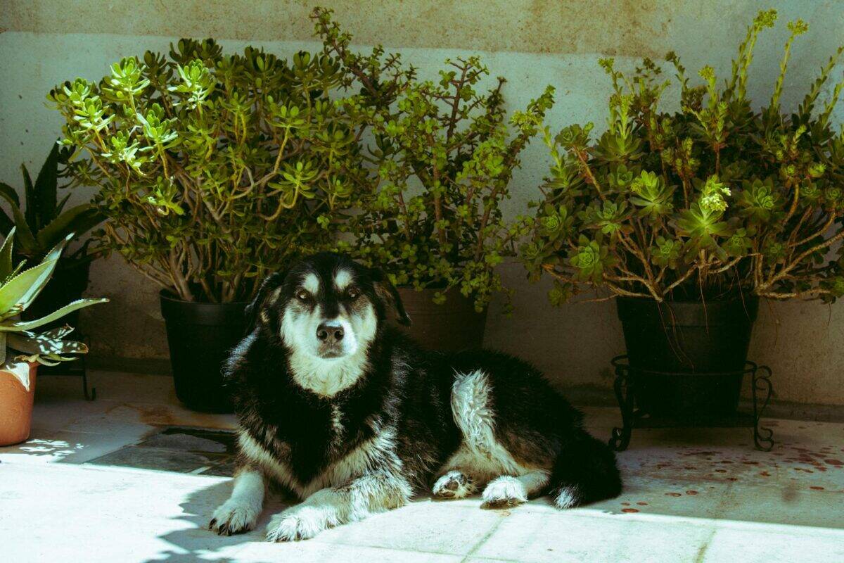 A black and white dog lying down amidst lush green potted plants on a sunny patio.
