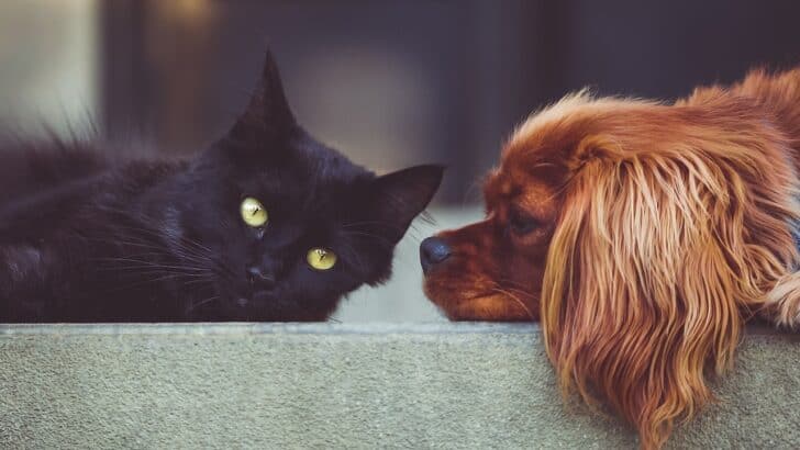 The Most Unexpected Friendships in the Animal Kingdom