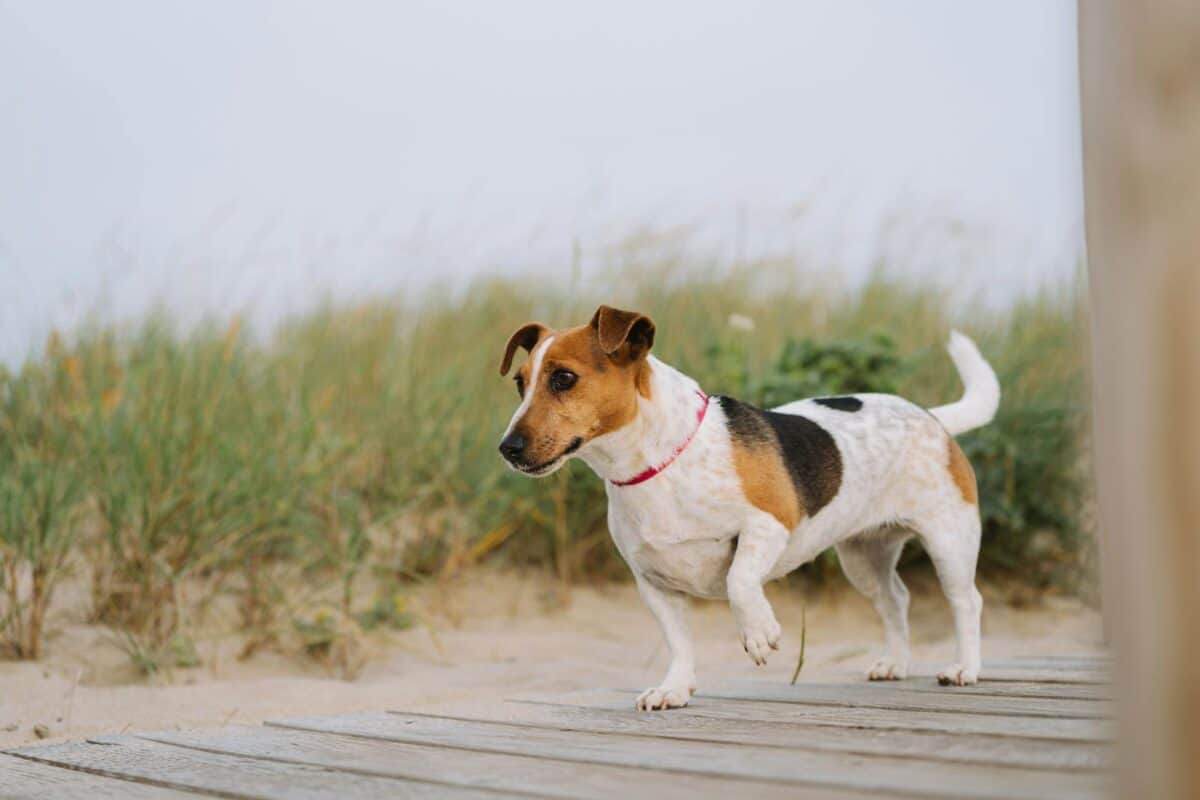 A beagle dog walking on a sandy beach boardwalk with grass and a clear sky.