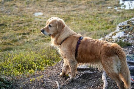 6 Dog Breeds That Are The Most Disciplined (And 5 That Are Totally Freewheeling)