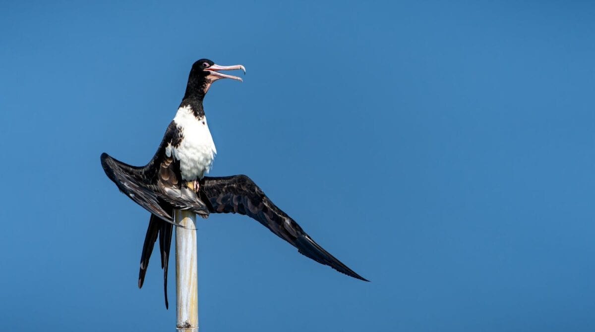 A magnificent frigatebird with wings spread perched on a post under a clear sky in Jakarta.
