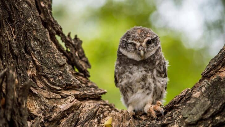 10 Most Fascinating Animals Rediscovered in U.S. Forests