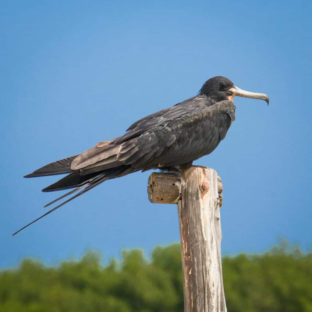 Magnificent frigatebird perched on a wooden post against a clear blue sky in Río Lagartos, Mexico.