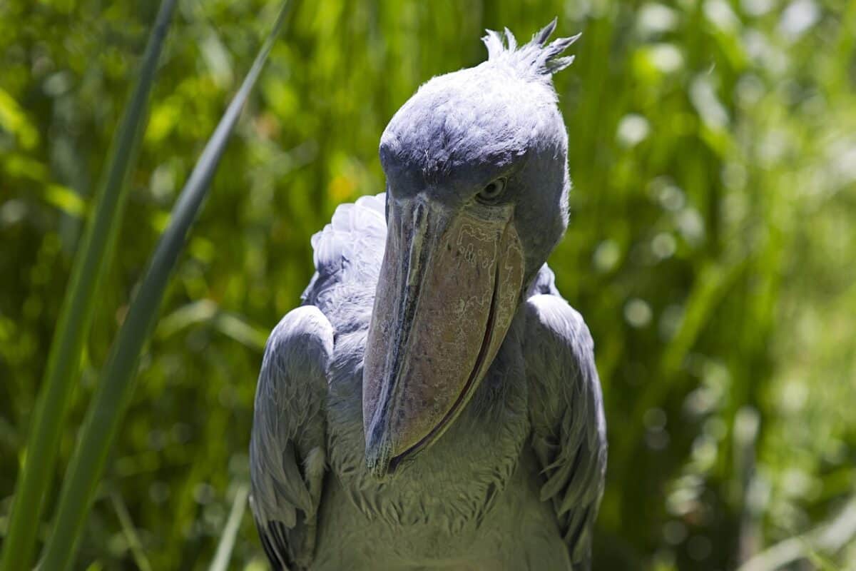 shoebill, bird, large beak, animal, creature, big bird, zoo, exotic, beak, feathers, nature, prehistoric, shoebill, shoebill, shoebill, shoebill, shoebill