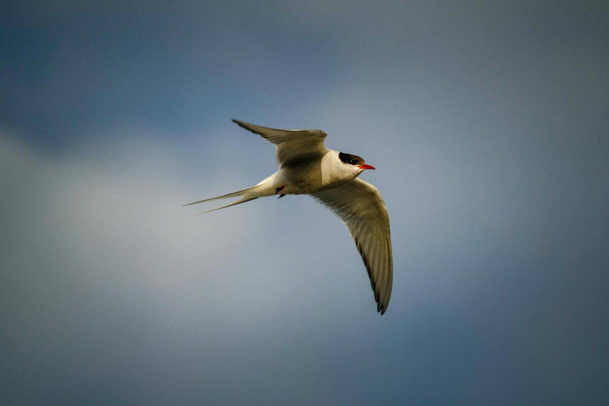 Close-up of an Arctic tern flying gracefully against a dramatic blue sky.
