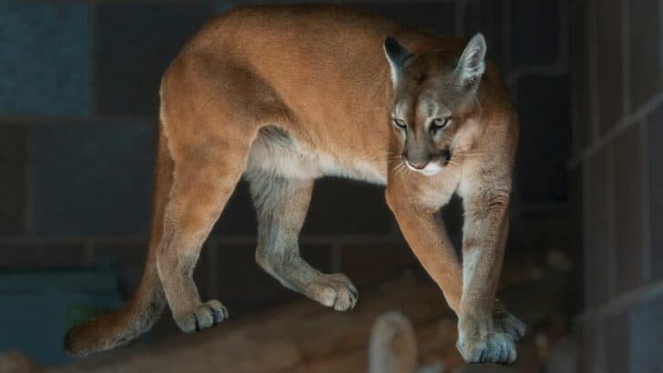 10 Facts About the Florida Panther's Fragile Recovery