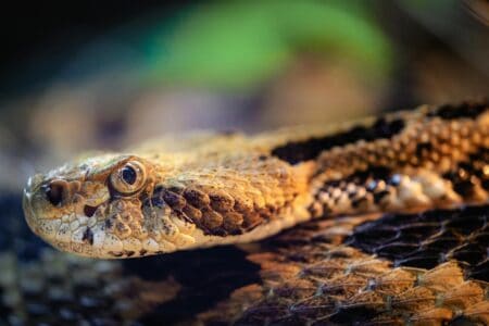How Snakes See Without Eyelids