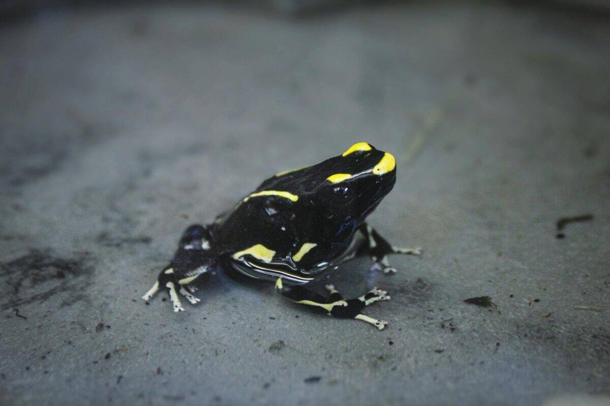 Close-up of a striking black and yellow harlequin poison dart frog on a rocky terrain.