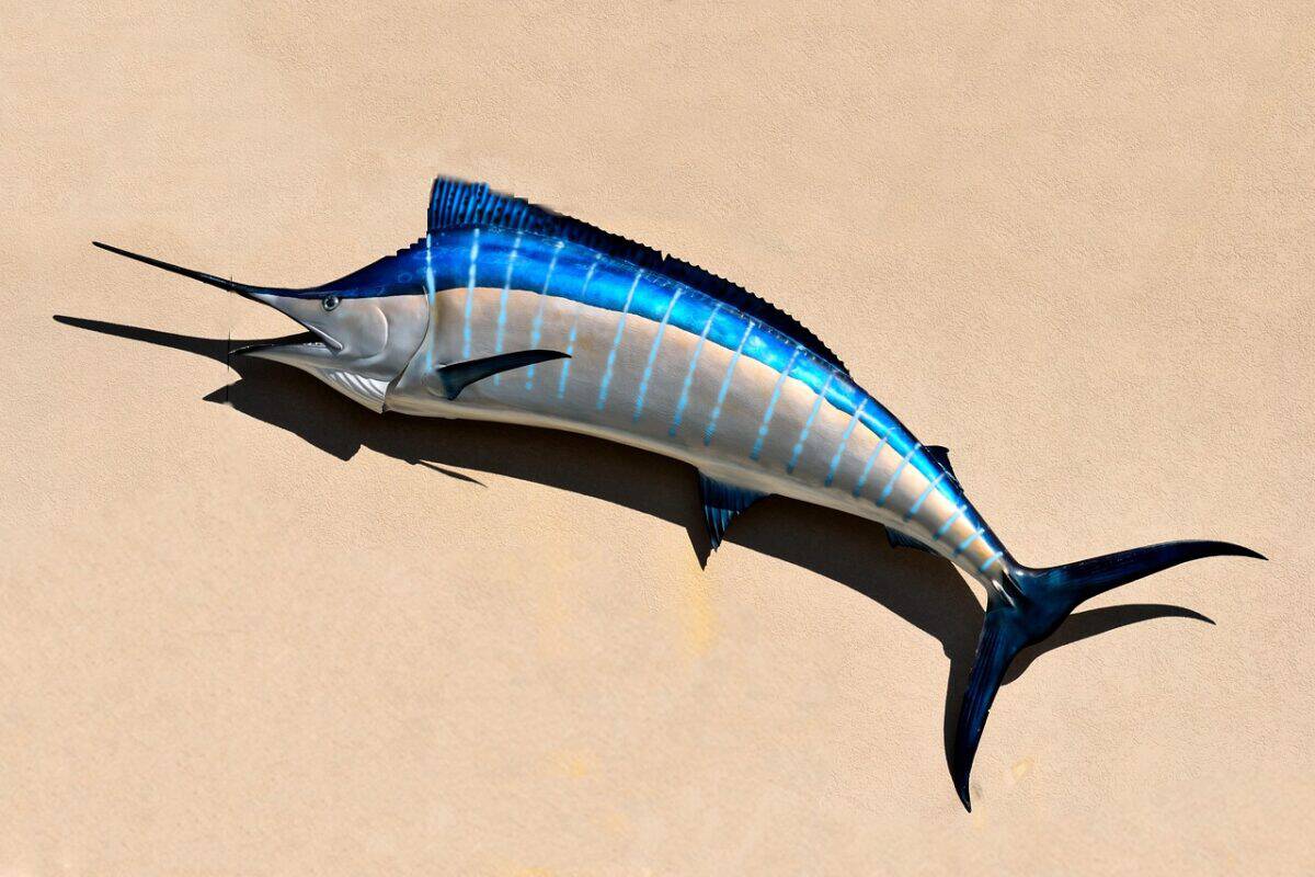 blue marlin, fish, fish mount, taxidermy, salt life, game fish, sport fishing, 4k wallpaper 1920x1080, building exterior, background, desktop backgrounds, backdrop, marlin, ocean, sea, beautiful wallpaper, fishing, blue, water, animal, 4k wallpaper, wallpaper 4k, mac wallpaper, catch, nature, full hd wallpaper, sport, saltwater, laptop wallpaper, hd wallpaper, wildlife, symbol, cool backgrounds, wild, free background, big, fisherman, trophy, windows wallpaper, blue marlin, marlin, marlin, marlin, marlin, wallpaper hd, free wallpaper, marlin