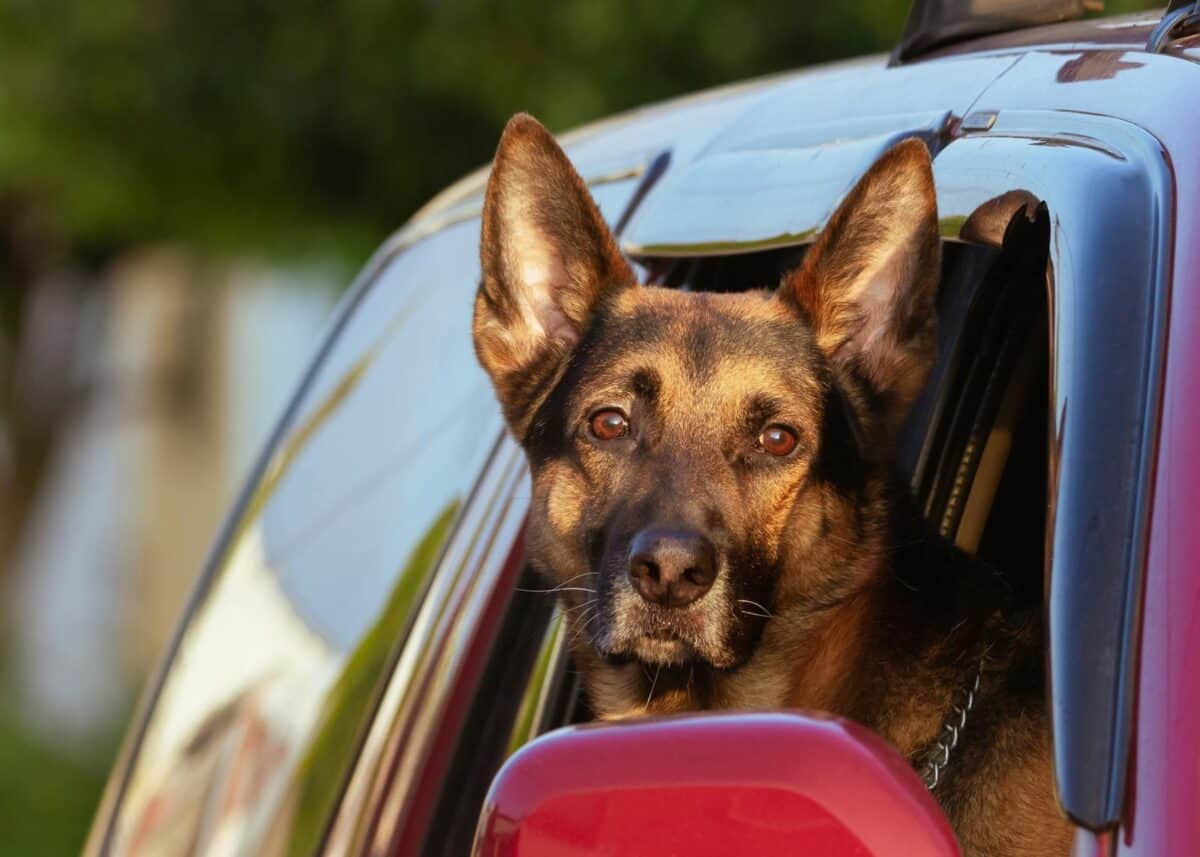 A Belgian Shepherd with ears up looking out from a red SUV in daylight.