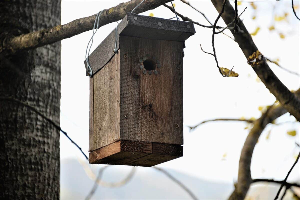 nesting box, wood, bat nest box, natural reserve, hatchery, shelter, nesting aid, nesting box, nesting box, nesting box, nesting box, nesting box