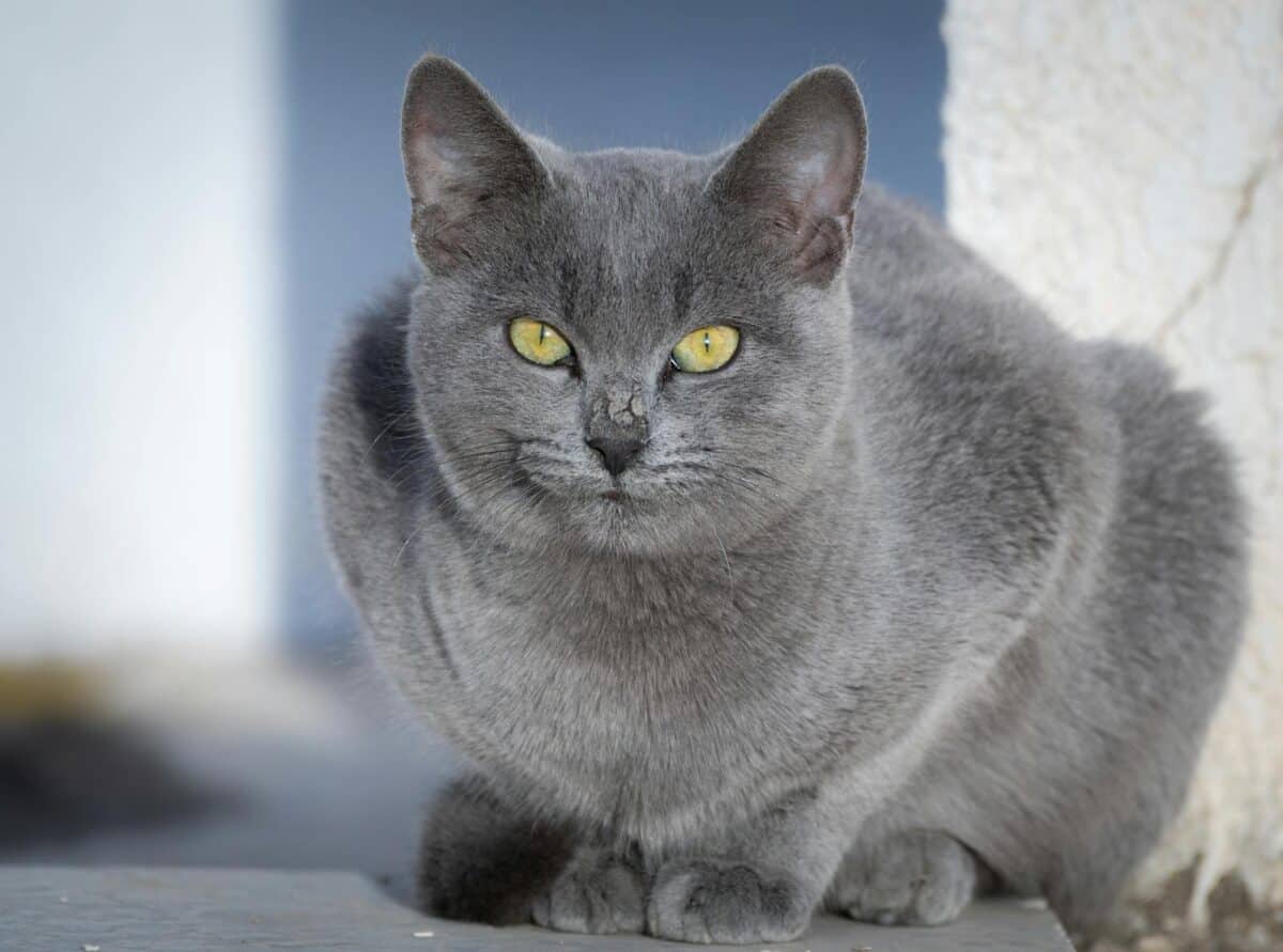Close-up of a Russian Blue cat sitting outdoors in Tunisia, highlighting its striking yellow eyes.