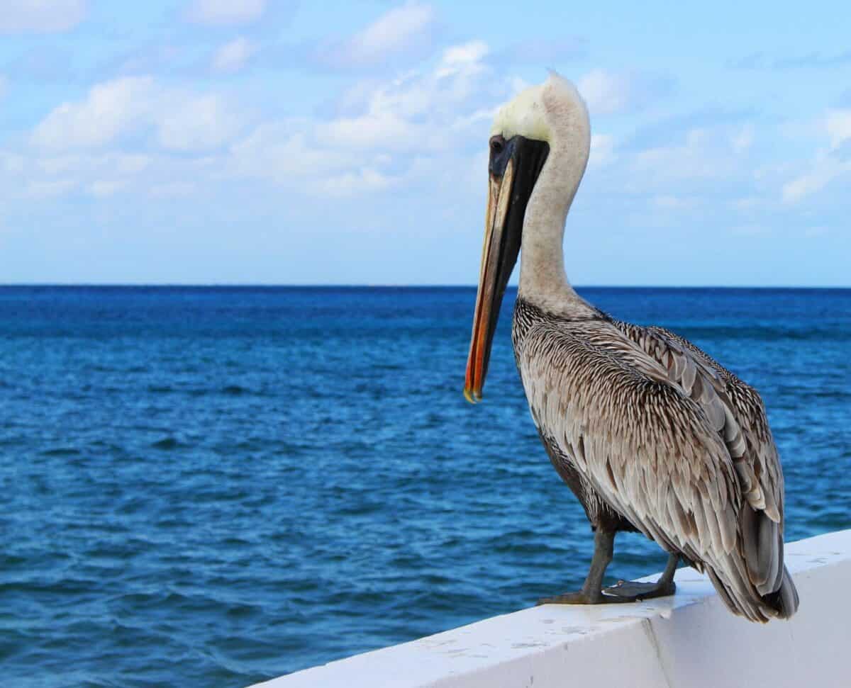 Pelican perched on a ledge overlooking the ocean in Cozumel, Mexico, showcasing coastal wildlife.