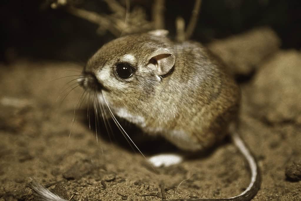 Kangaroo Rat