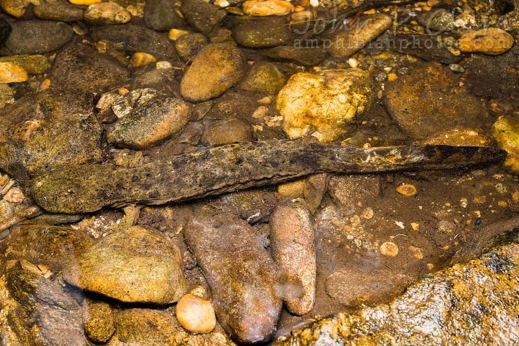 Giant Salamander
