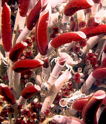 The Ancient Sea Worms That Still Build Underwater Castles