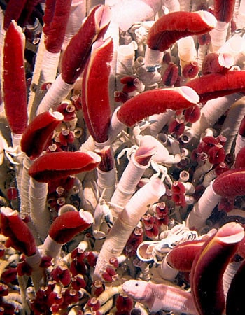 giant tube worm