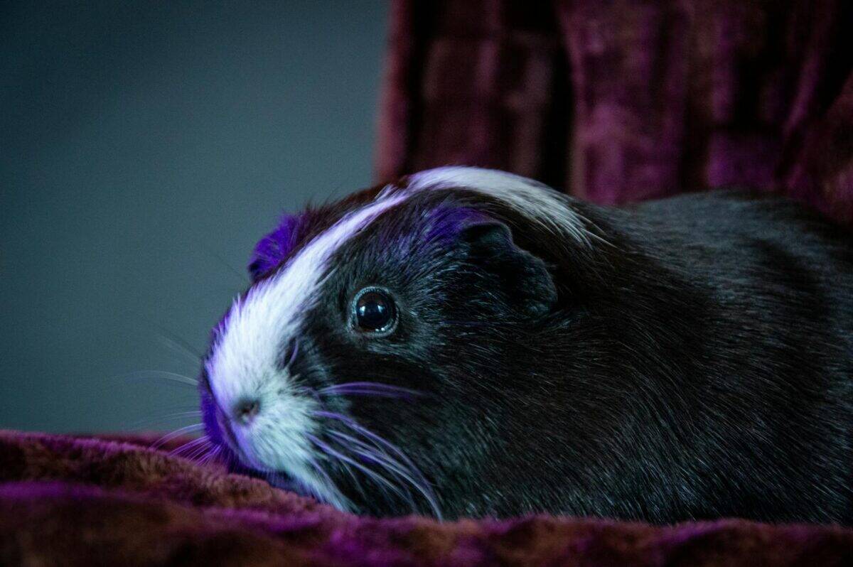 Adorable guinea pig lying on a purple blanket with soft lighting and shadows.