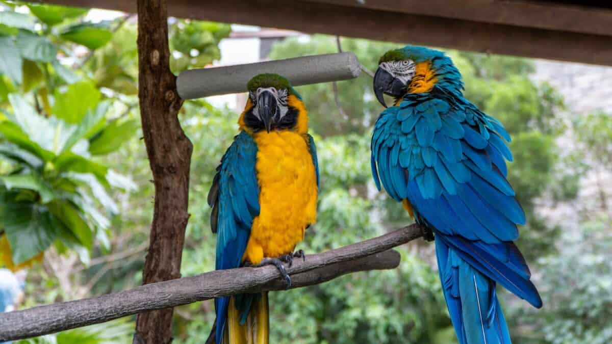 Two stunning macaws sitting on a branch in a lush outdoor environment.