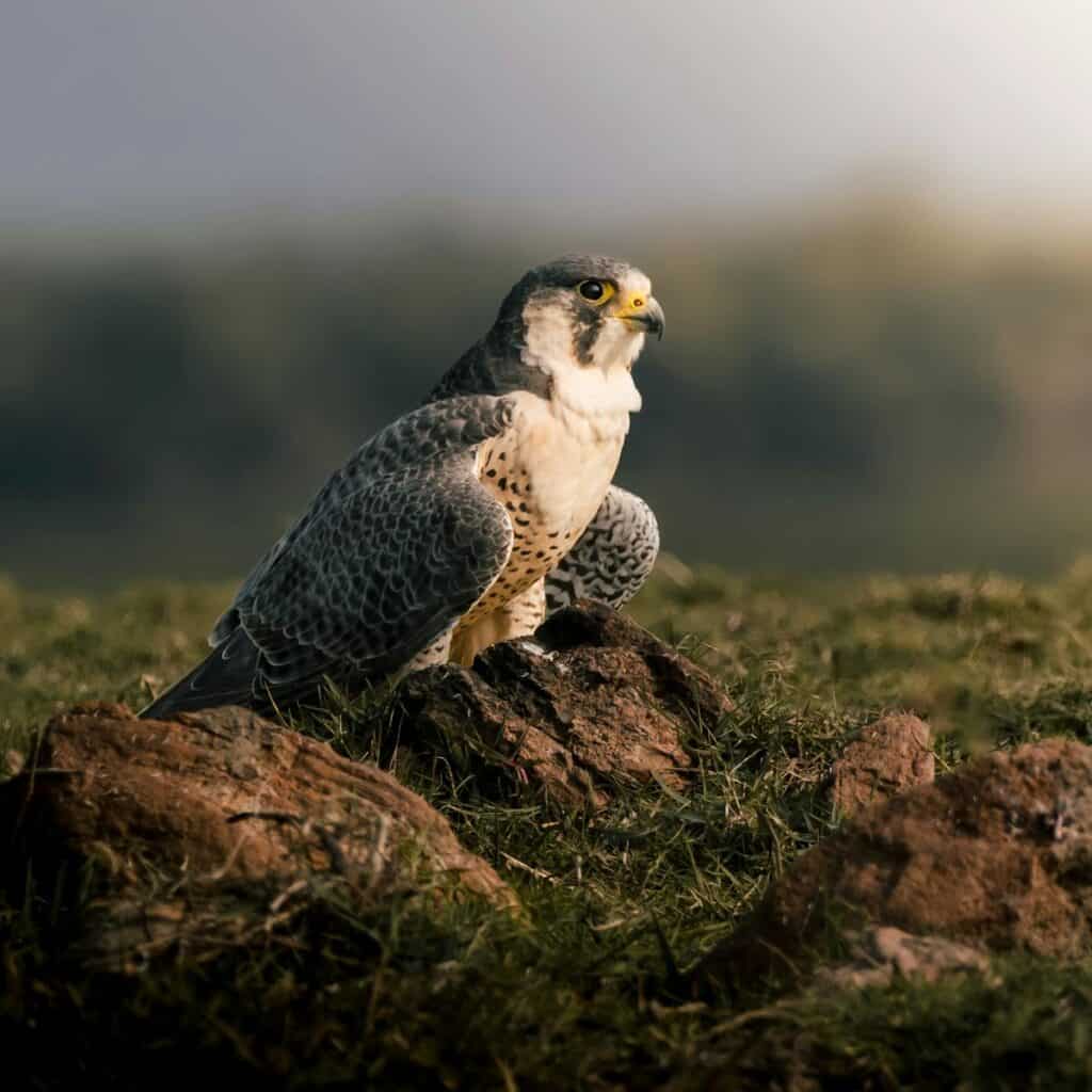 Peregrine falcon perched on rocks against blurred background in Mangalajodi, India.
