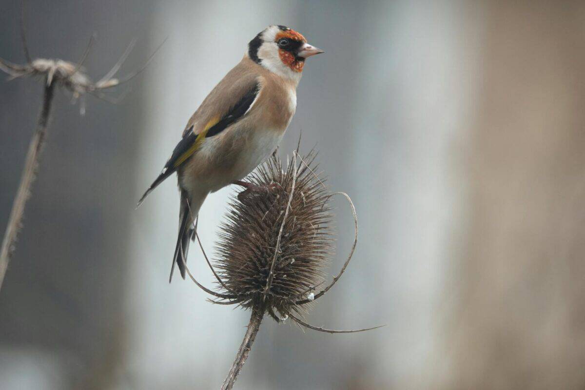 A European goldfinch perched on a thistle in Gouda, spotlighting nature's beauty.