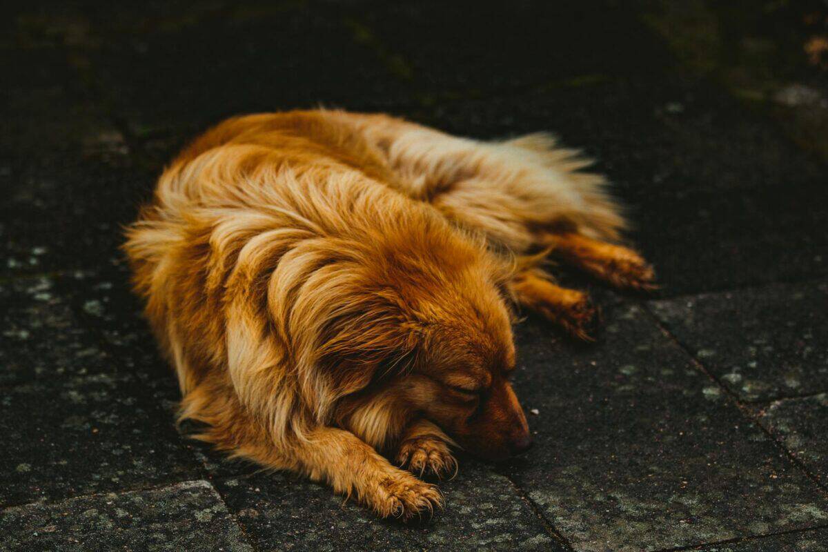 A golden brown dog peacefully resting on a dark pavement, exuding calmness.