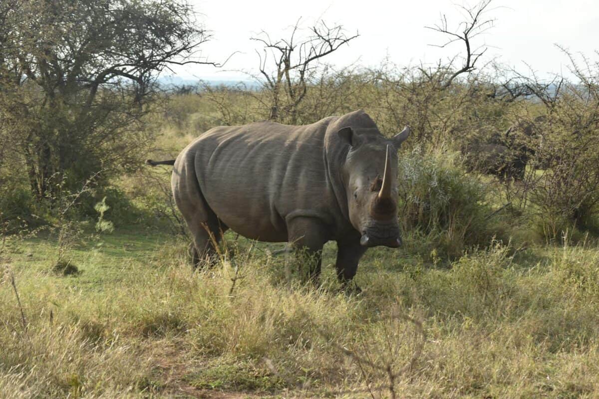 A rhinoceros captured in its natural habitat in South Africa, showcasing wildlife's beauty.