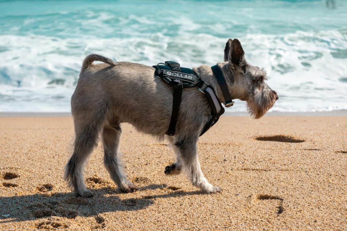 Free stock photo of beach, dog, schnauzer