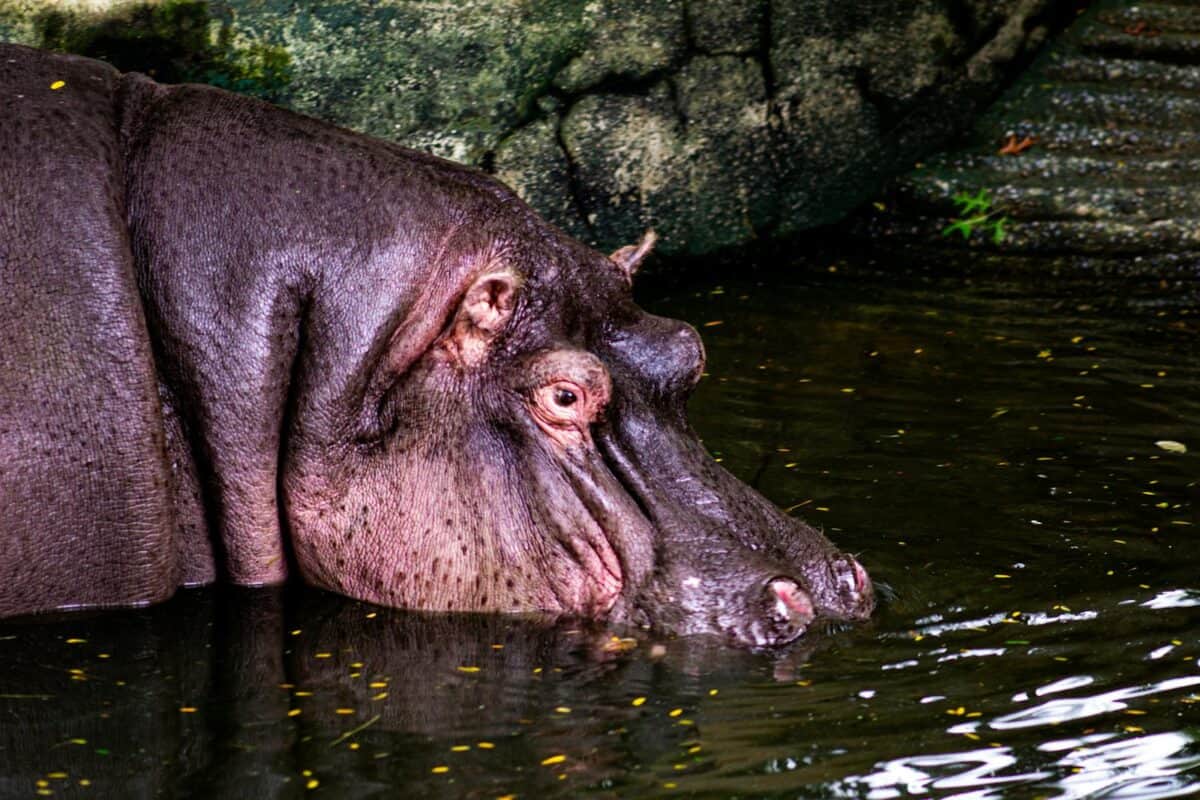 Detailed view of a hippopotamus resting in a water habitat, surrounded by natural elements.