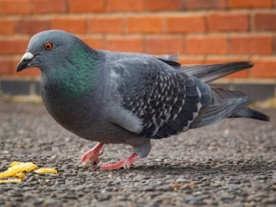 What’s Causing the Largest Bird Die-Off in America?