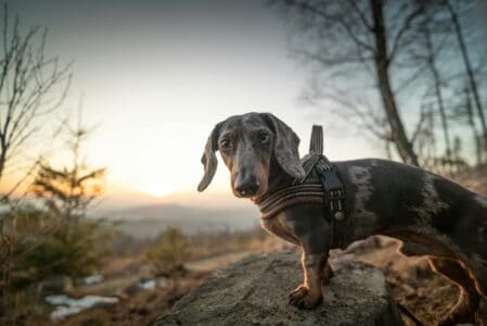 14 Most Vocal Dog Breeds Ranked
