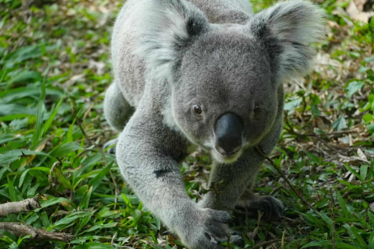 A curious koala walking on grass in a natural setting.