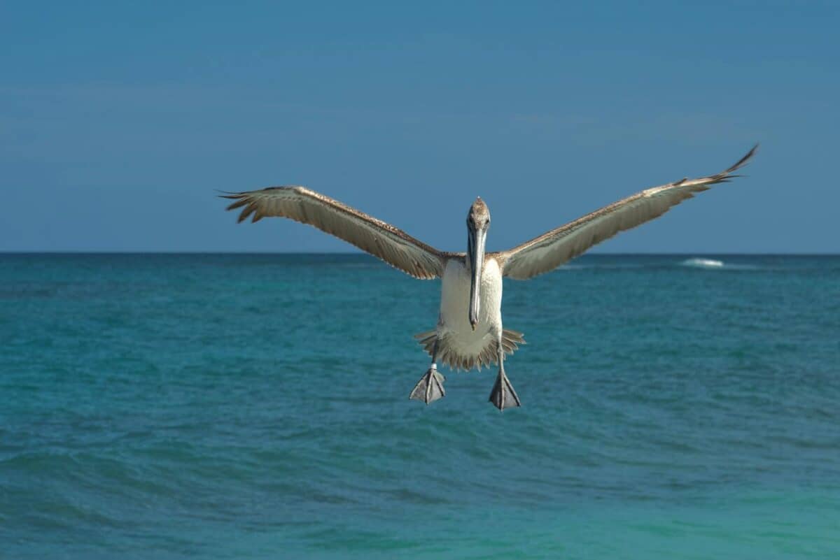 A pelican captured mid-flight over the serene ocean, showcasing nature's beauty.