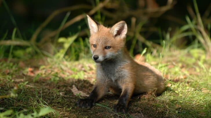 Why Red Foxes Are Moving Closer to Human Suburbs