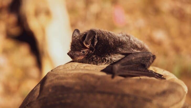 Bats Hunt in Complete Darkness Using a Skill That Works Like Sonar