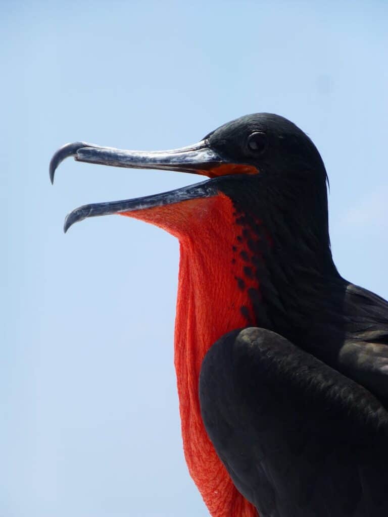 Close-up of a magnificent frigatebird with vibrant red throat, captured in Ecuador.