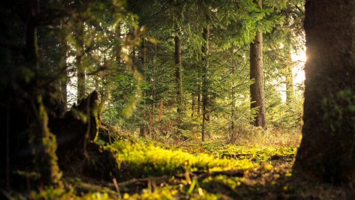 What Scientists Just Uncovered in America’s Deepest Forest