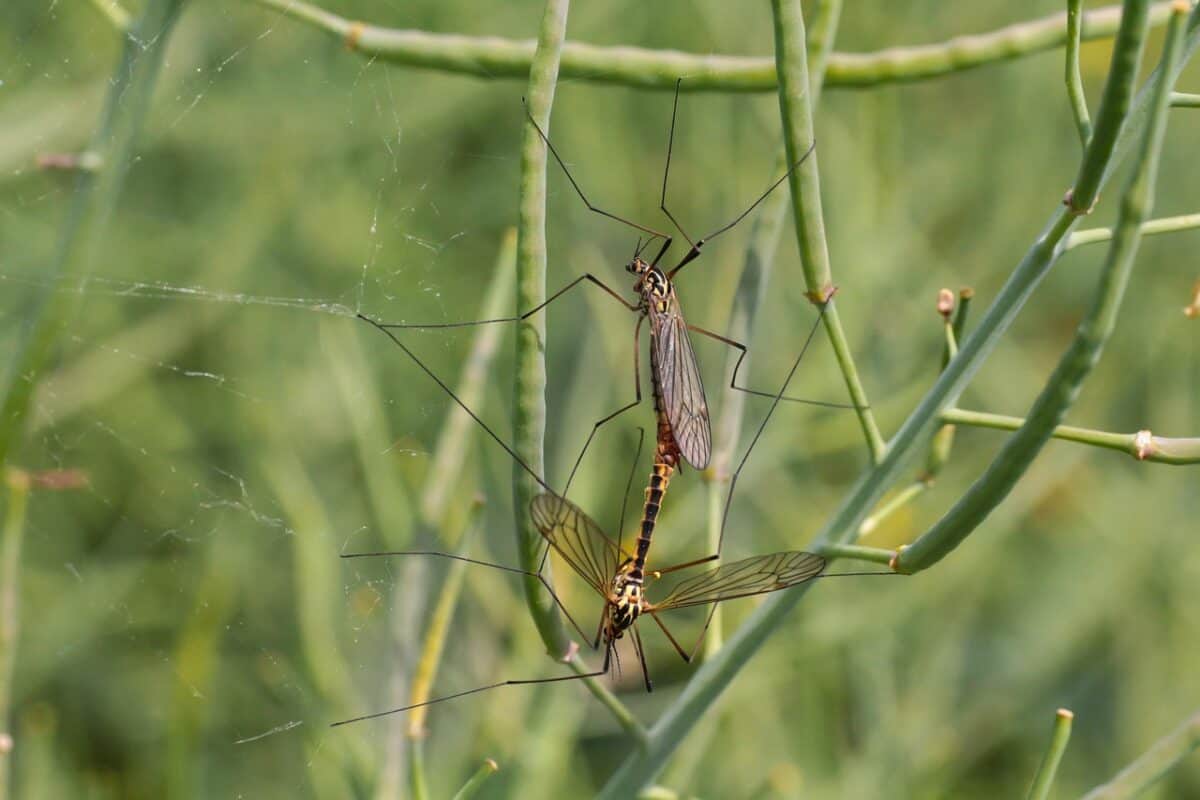 Mücken, Weberknecht, Nahansicht, Langbeinmücken, Paarung, Ungeziefer, Flügel, Insekten, Natur, Insekt, Makro, Mücken, Moskitos, Moskitos, Mücken, Moskitos