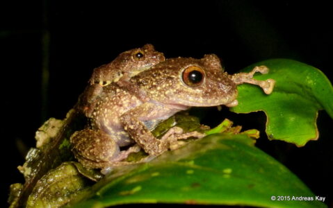 The Annual Frog Invasion That Locals Celebrate