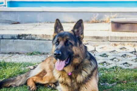 10 Dog Breeds Most Likely to Become Police K9s