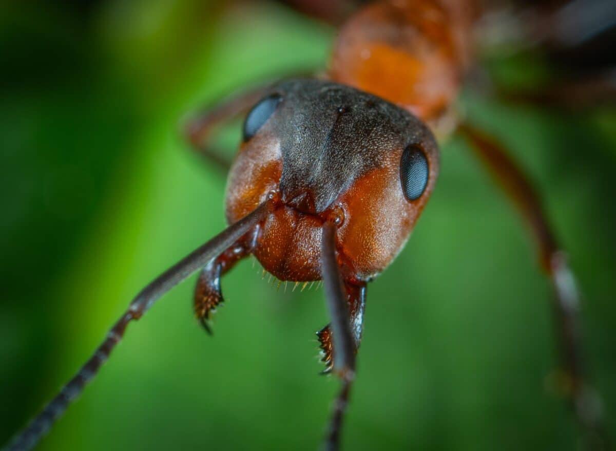 macro, insect, ant, jaw, ant, ant, ant, ant, ant