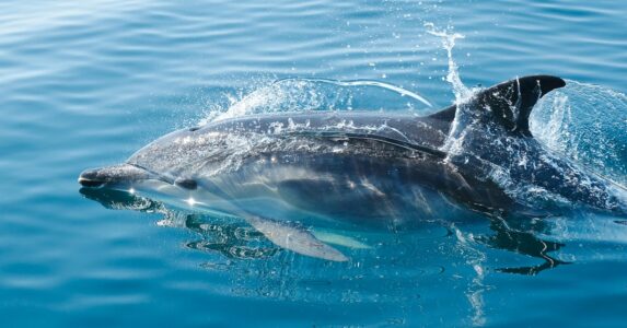 The Secret Language of Dolphins Decoded by Researchers