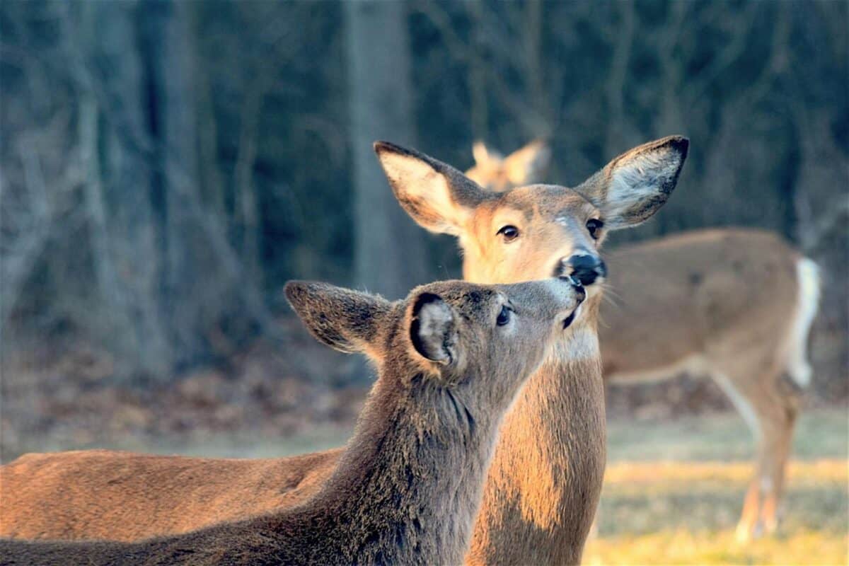 A sweet, close-up portrait of two deer nuzzling in a sunlit forest.