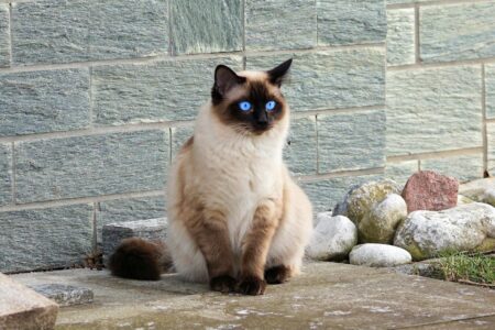 15 Cat Breeds That Act More Like Dogs