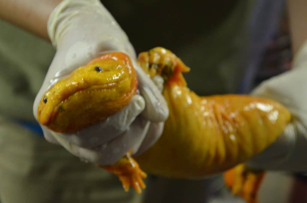 giant salamander 