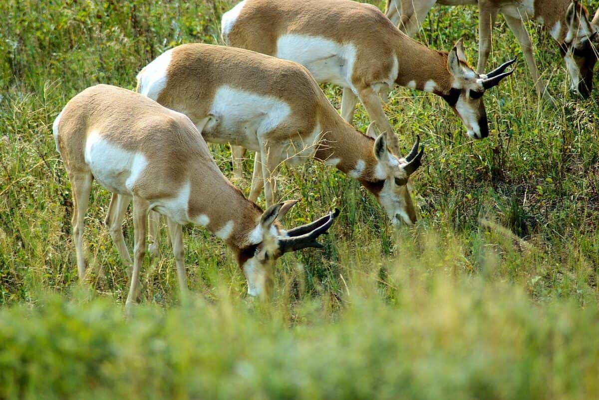 south dakota antelope, antelope, pronghorn, grass, wildlife, animal, prairie, horns, antlers, herd, mammal, usa, wild, field, south dakota, nature, meadow, custer, state, park, green, pronghorn, pronghorn, pronghorn, pronghorn, pronghorn, south dakota