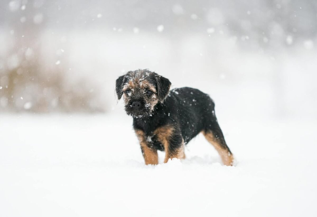 Entzückender Border-Terrier-Welpe steht in einer verschneiten Winterlandschaft und fängt einen süßen Moment ein.