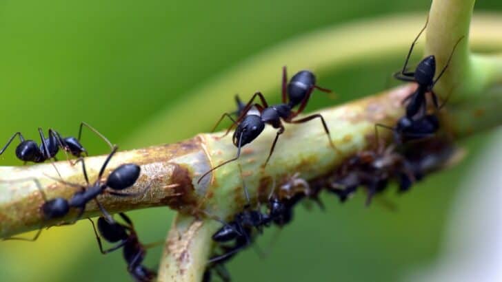 black ant, insect, garden ant, lasius niger, animalia, arthropod, ants, ants, ants, ants, ants, ants