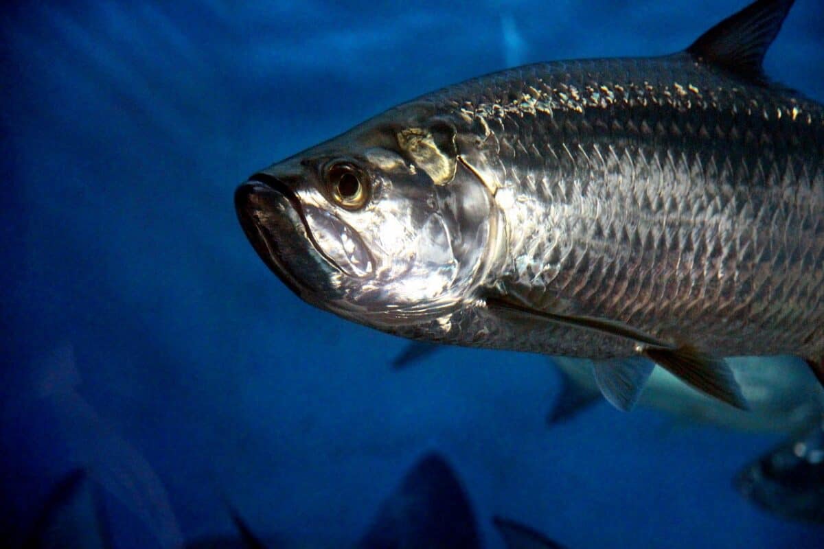 tarpon, fish, animal, under the water, aquarium, underwater, blue, to swim, grey, nature, silver, not man, fauna, zoology, aquatic science, close-up, tarpon, tarpon, tarpon, tarpon, tarpon